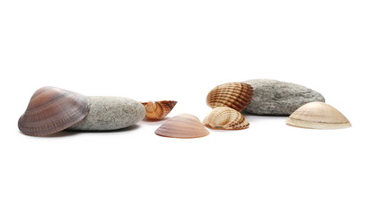 Sea shells isolated on white background