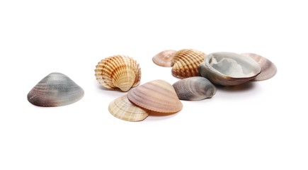 Sea shells isolated on white background
