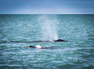 Naklejka premium Humpback whales in Iceland