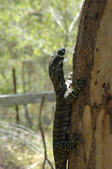 A goanna climbing a tree. His head and powerful claws are visible. Scratch marks can be seen on the tree where the bark has peeled away. A wooden fence is in the distance.