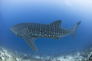 Whale shark swimming along the reef in clear blue water