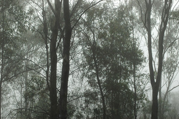 A morning mist covering an Australian forest.