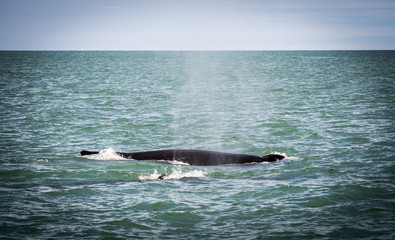 Obraz premium Humpback whales in Iceland