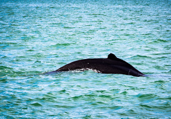 Fototapeta premium Humpback whales in Iceland