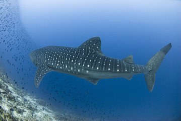 Whale shark swimming along the reef in clear blue water