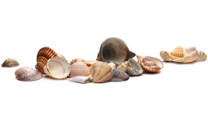 Sea shells isolated on white background