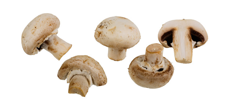 group of champignon mushrooms