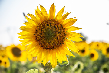 Obraz premium Girasoli