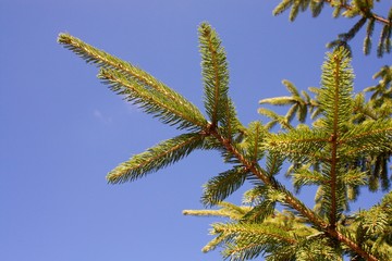 spruce branch on a blue background