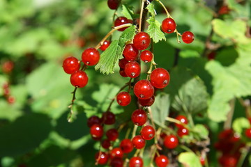 Ripe, red currants, parechka.