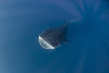 Whale shark feeding for plankton