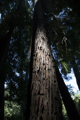 Redwood Forest with atmosphere lighting