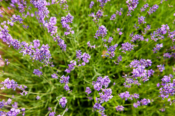 Obraz premium Soft focus flowers. Lavender fields with warm and soft sunlight.