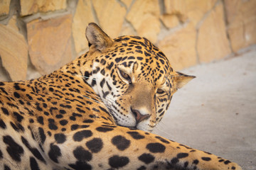 .the tiger is asleep in the camera