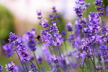 Soft focus flowers. Lavender fields with warm and soft sunlight.