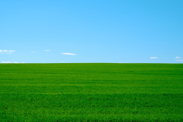 Fototapeta premium Green agricultural field with grass. Summer landscape with blue sky.