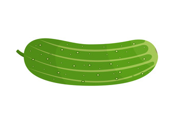 Vector illustration. Ripe cucumber on a white background.