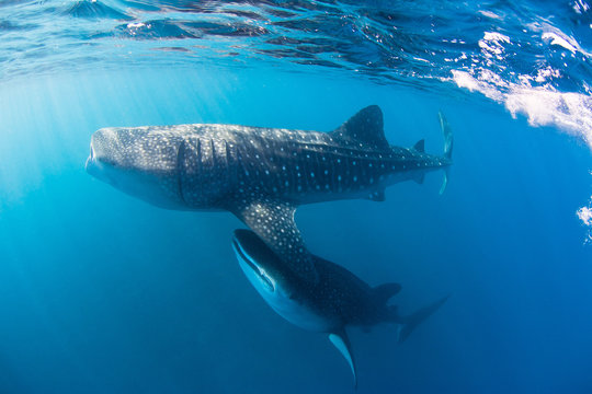 Whale sharks swimming close to the surface filtering the water for food