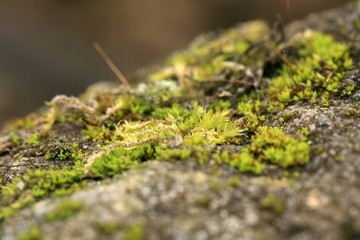 Fototapeta premium Sandstone covered with moss in the garden. Shady and damp alley. Macro photography.