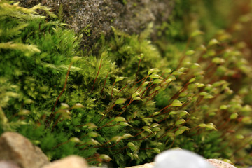 Sandstone covered with moss in the garden. Shady and damp alley. Macro photography.