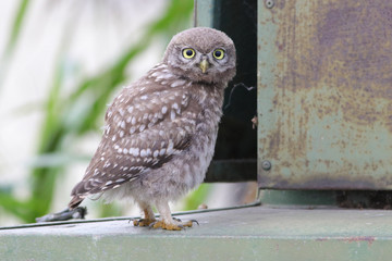 Little owl Athene noctua on the metal roof