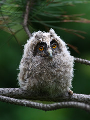 Baby long ered owl Asio otus