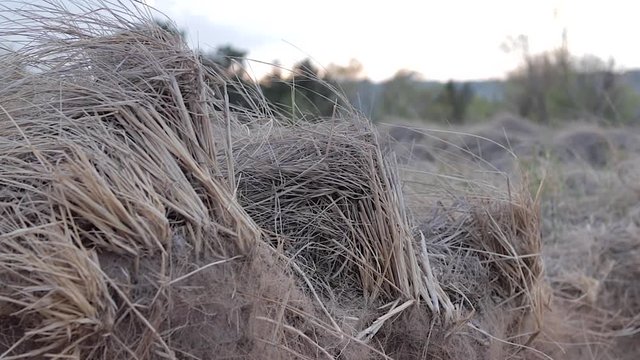 A close up shot of beach grass blowing in the wind. (This clip was shot on my Canon 80D with a 50mm f/1.8 prime lens in FullHD (1920x1080) in 60 fps, and slowed down to 24 fps in FCPX.)