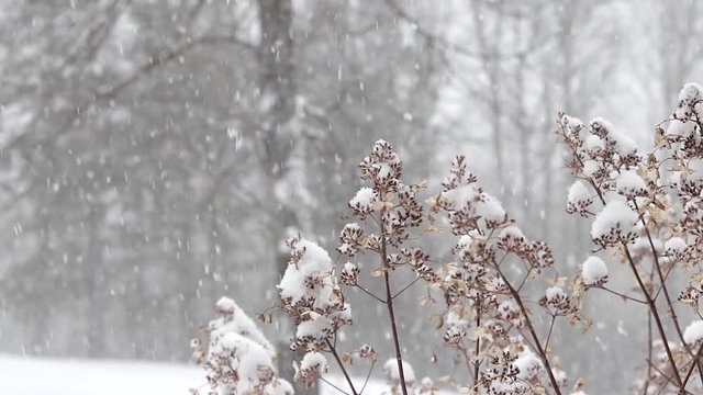 A close up shot of a bush with snow blowing in the background. (This clip was shot on my Canon 80D with a 50mm f/1.8 prime lens in FullHD (1920x1080) in 24 fps.)