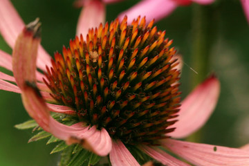 Naklejka na ściany i meble Pink Echinacea detail flower. Echinacea in country home rustic ecological garden by sunny day