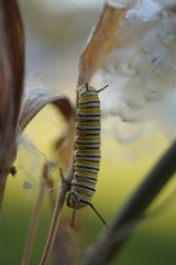 Caterpillar