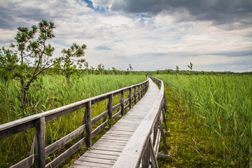 Wooden walkway leading to a lake with bulrush growing all around