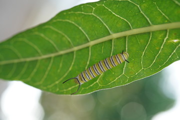 caterpillar