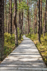 Obraz premium Wooden walkway in a forest