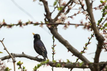 Fototapeta premium A bird starling on a flowering tree sings