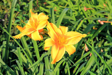 summer riot of flowers