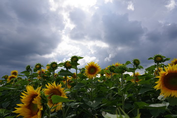 field of sunflowers and cloudy sky