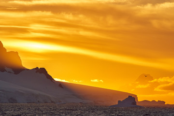 Antarctica golden sunset with mountains, icebergs and bird