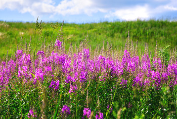 Fototapeta premium Flowers lupins in the field