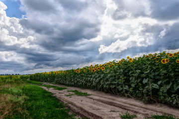 Fototapeta na wymiar field of sunflowers and cloudy sky