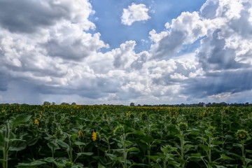 Fototapeta na wymiar field of sunflowers and cloudy sky