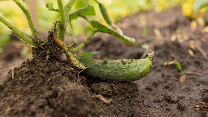 Green cucumbers grow in the garden