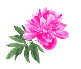 Pink peony flower and bud. Watercolor hand drawn illustration