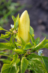 Ripe yellow pepper grows in the garden