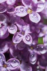 Dew drops on the flowers of lilac