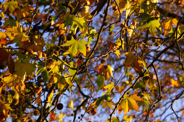 Yellow and red autumn leaves on the tree