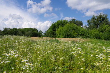 Obraz premium wild flowers and blue sky
