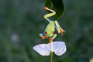 Frog/Red-Eyed Amazon Tree Frog (Agalychnis Callidryas)