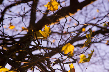 Yellow and red autumn leaves on the tree