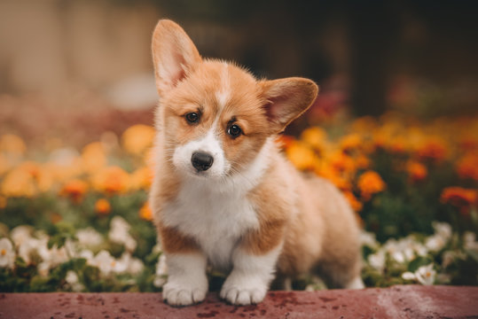 Funny Welsh Corgi Cardigan Puppy at forest