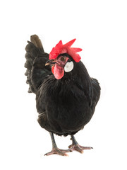 black hen